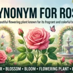 synonym for rose