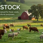 synonym for livestock