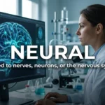 synonym for neural
